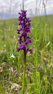 Orchidee