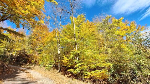 Fotografia z Regina Fleischmann na trase