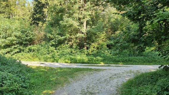 Links auf den Mittelberg