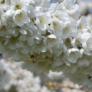Kirschblüten in Bessenay
