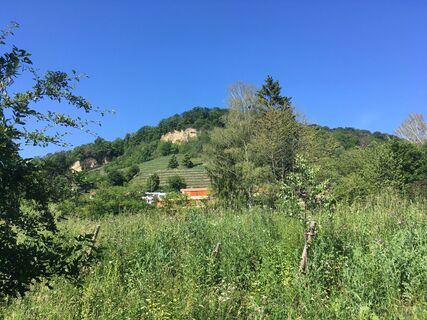 Blick vom Rheinufer hinauf auf den Hornfelsen