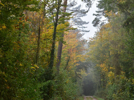 achenberg-waldweg-im-herbst