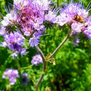Blühende Wiese mit Bienen in Sonderriet