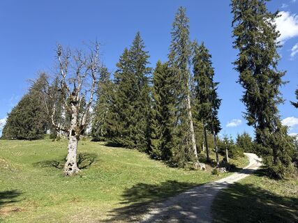 Foto de Similaun a lo largo del recorrido