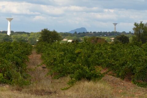 Wanderung zu den Schlössern des Muscat von Lunel0003 ©CDRP34