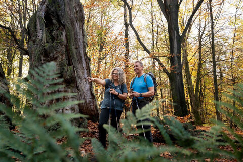 Farn und Totholz im Urwald Sababurg