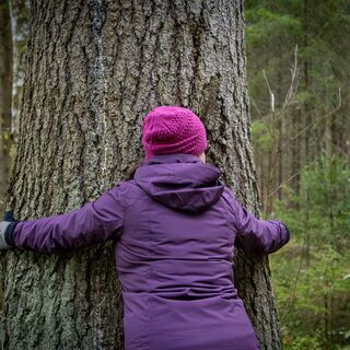 Alte Fichten in Kuhasalo