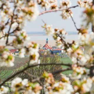 Jois Kirscblüte