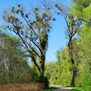 Weg zwischen Böhringen-Rickelshausen und Moos