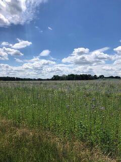 Feld Blumen