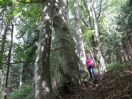 Buchen das sind die Namensgeber der Buchkogelrunde, Stubenberg am See in der Oststeiermark