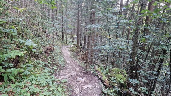 Gemächlicher Wanderweg zum Immensteig kurz nach der Talstation