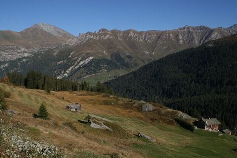 Moos; Foto: Adrian Vieli