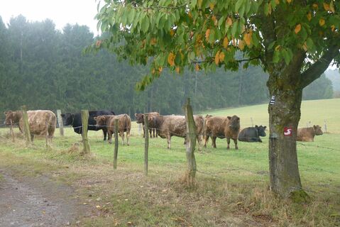 Kuhweide am Dörferweg