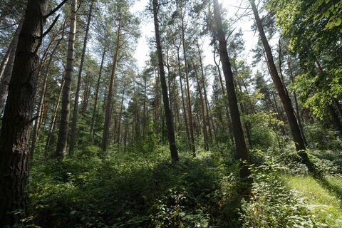 Tierpark Schloss Raesfeld